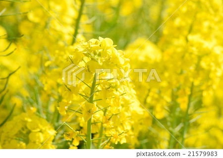 強姦開花 強姦開花 21579983