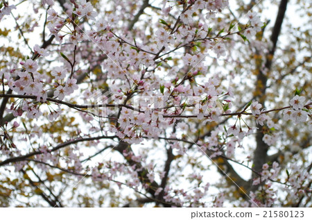 櫻花 櫻花 21580123