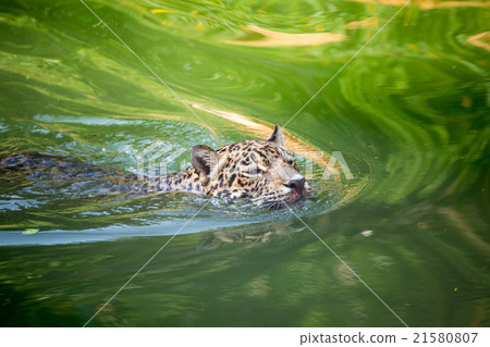Orange jaguar swimming 21580807