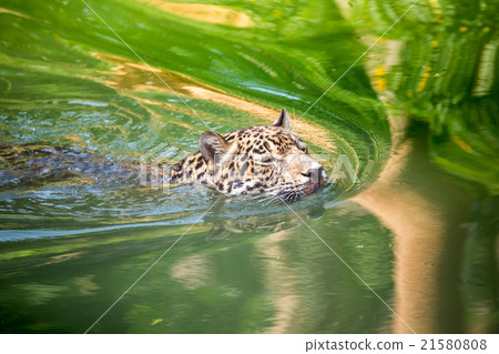 Orange jaguar swimming 21580808