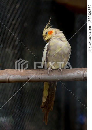 Yellow black cockatiel parakeet 21580882