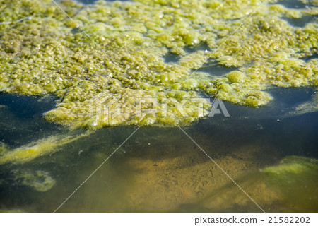 green algae patterns on the water green algae patterns on the water 21582202
