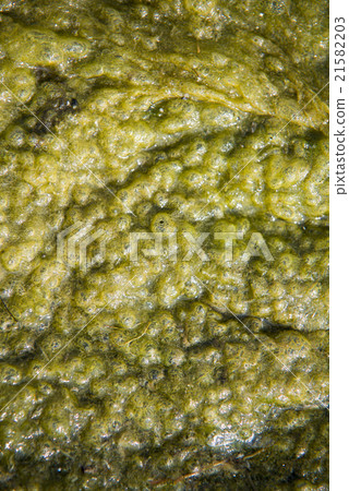 green algae patterns on the water green algae patterns on the water 21582203