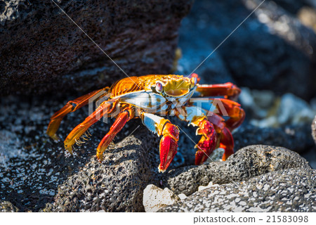 Adult Sally Lightfoot crab on sunny rocks Adult Sally Lightfoot crab on sunny rocks 21583098