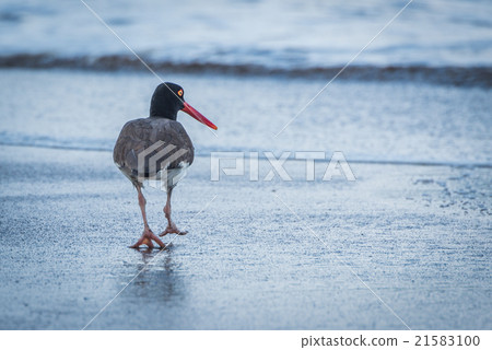 American oystercatcher on beach walking towards se 21583100