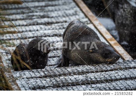 Antarctic fur seal and pup in snow Antarctic fur seal and pup in snow 21583282