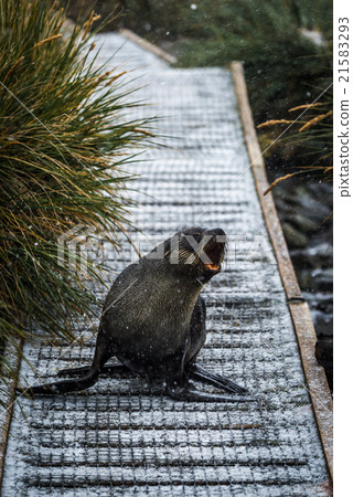 Antarctic fur seal on walkway in snow Antarctic fur seal on walkway in snow 21583293