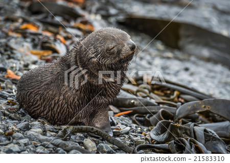 Antarctic fur seal pup with eyes shut 21583310