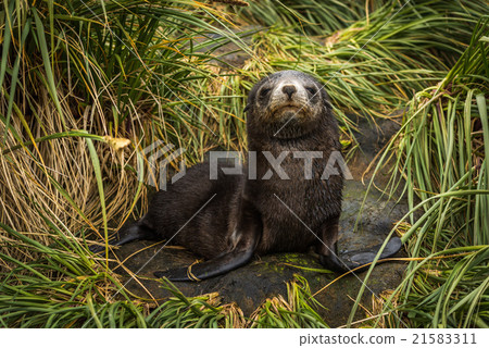 Antarctic fur seal pup with half-closed eyes Antarctic fur seal pup with half-closed eyes 21583311
