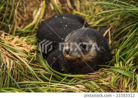 Antarctic fur seal pup with head turned 21583312