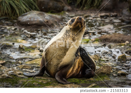 Antarctic fur seal scratching itself in snow 21583313