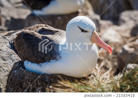 Black-browed albatross lying on nest in colony 21583418