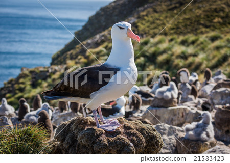 Black-browed albatross standing on rock in colony 21583423