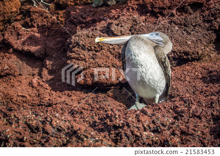 Brown pelican perched on brown volcanic rock Brown pelican perched on brown volcanic rock 21583453