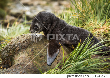 Close-up of Antarctic fur seal on rock Close-up of Antarctic fur seal on rock 21583473