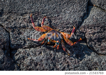 Juvenile Sally Lightfoot crab on volcanic rock 21583769