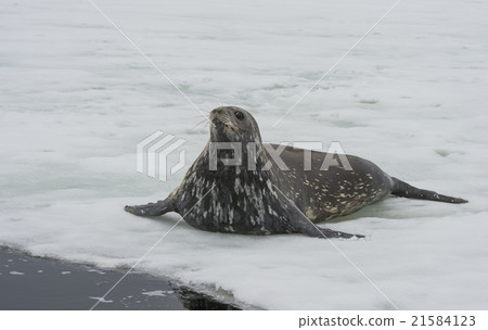 Weddell Seal laying on the ice 21584123