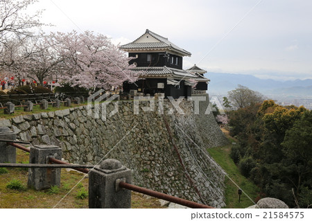 Matsuyama castle and cherry blossoms 21584575