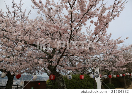 Cherry blossoms at Matsuyama castle Cherry blossoms at Matsuyama castle 21584582