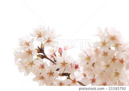 Cherry Blossom Cherry Blossom 21585792