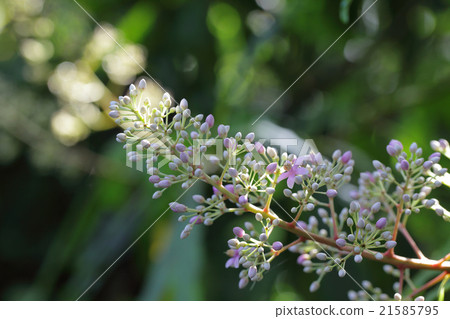Ardicia·pyramidalis花,芽和雨滴 Ardicia·pyramidalis花,芽和雨滴 21585795