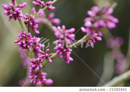 Hanazu Ou (Sauvana) Hanazu Ou (Sauvana) 21585941