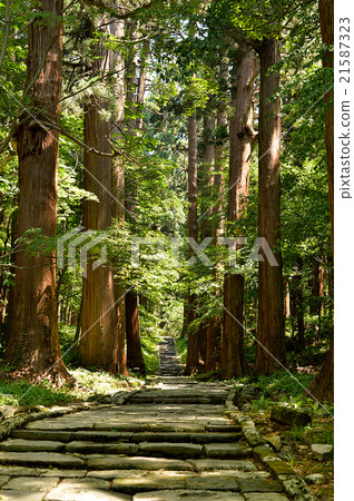 初夏Haguroyama雪松樹 21587323