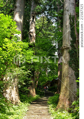 初夏Haguroyama雪松樹 初夏Haguroyama雪松樹 21587325