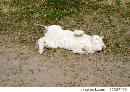 A white cat rubbing the back against the ground on the outside (a domestic cat) 1 A white cat rubbing the back against the ground on the outside (a domestic cat) 1 21587463