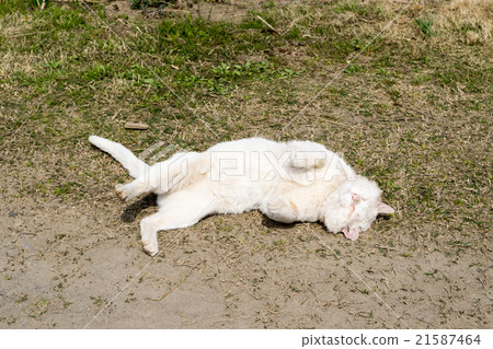 White cat rubbing the back outside against the ground outside (cat pet) 2 21587464
