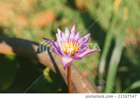 Lotus Lotus 21587547