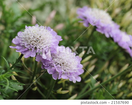 Scaviosa 21587690