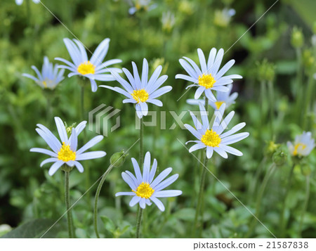 Blue Daisy Blue Daisy 21587838