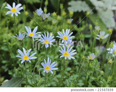 藍色雛菊 藍色雛菊 21587839