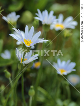 Blue Daisy Blue Daisy 21587841