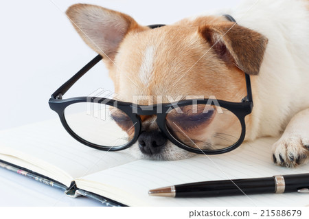 Chihuahua Officer dog Chihuahua Officer dog 21588679