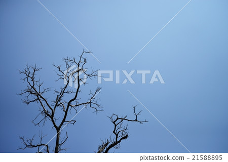 Dead tree Dead tree 21588895