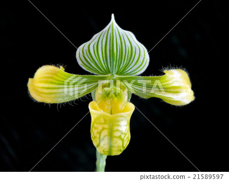 Paph.Pedylum Benstam專輯舒馬赫 21589597