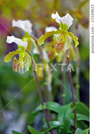 Paphiopedilum Leeanum 21589625