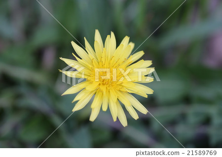  Dandelion 21589769