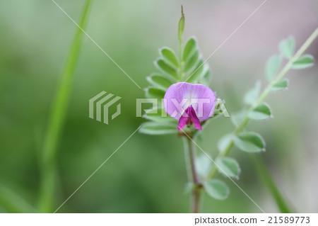 Nusubitohagi 21589773