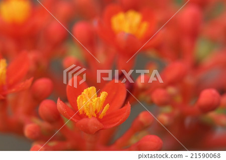 Natural plant corals Aburagiri, eyes are sharp with vivid vermillion and yellow in full bloom ① 21590068