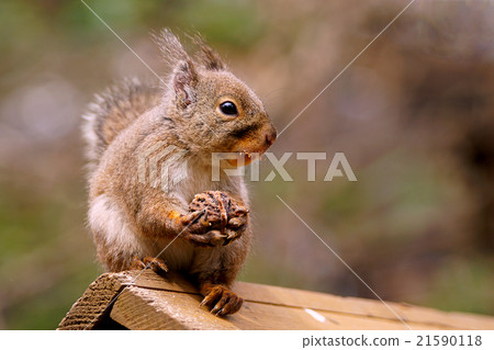 日本猴子 日本猴子 21590118