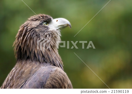 鷹之鷹 鷹之鷹 21590119