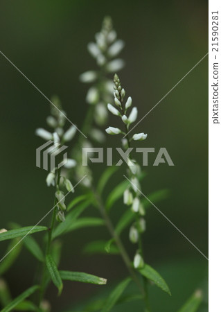 Natural plant Kasumi Himehi, in Okinawa you can see the blooming in the street all year round Natural plant Kasumi Himehi, in Okinawa you can see the blooming in the street all year round 21590281
