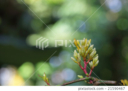 Salaca貝殼屬植物植物群花蕾和雨下落 Salaca貝殼屬植物植物群花蕾和雨下落 21590467