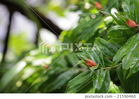 Fleckinetia multiclorella花蕾和雨下落 Fleckinetia multiclorella花蕾和雨下落 21590468