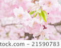 櫻桃樹 21590783