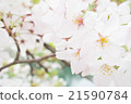 櫻桃樹 21590784