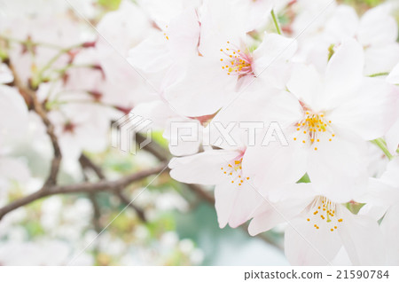 Cherry Blossoms Cherry Blossoms 21590784